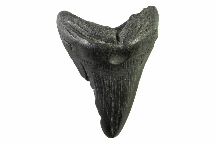 Fossil Megalodon Tooth - South Carolina #341416